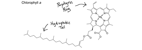 Chlorophyll