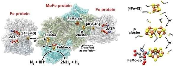 Nitrogenase Enzyme