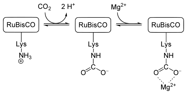 Rubisco