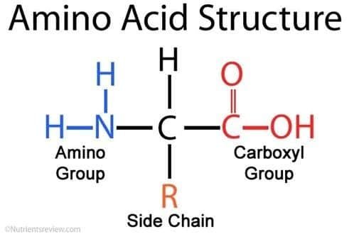 Amino Acid Structure