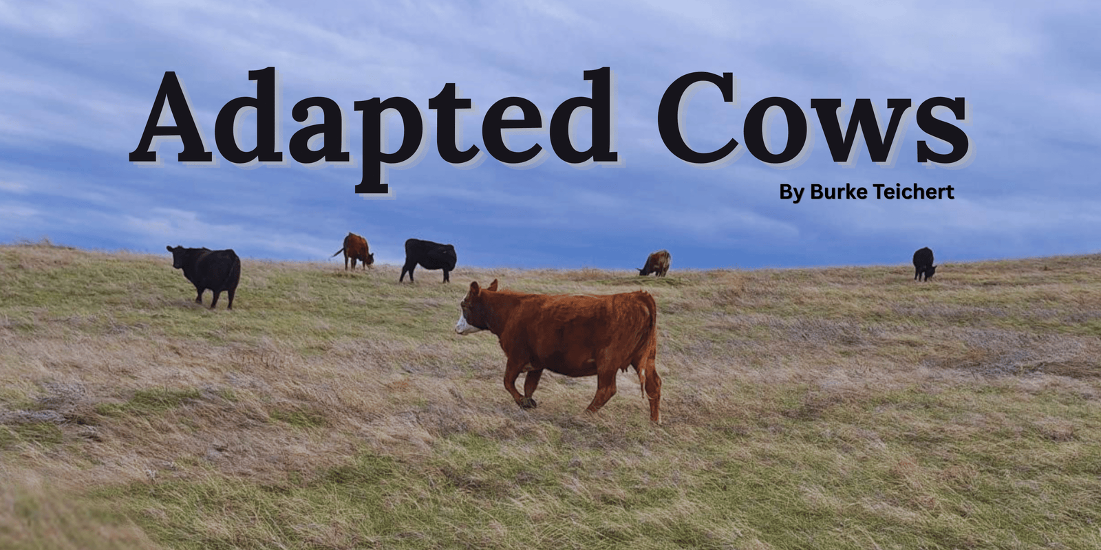 Adapted Cows (1)