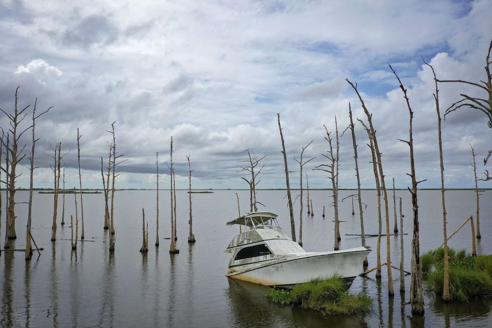 a small white boat sits abandoned in coastal waters, surrounded by dead cypress trees in Venice, Louisiana