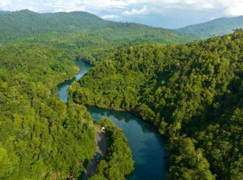 BTG Pactual Closes Record $1.24B Reforestation Fund as Forest Carbon Markets Enter the Big Leagues