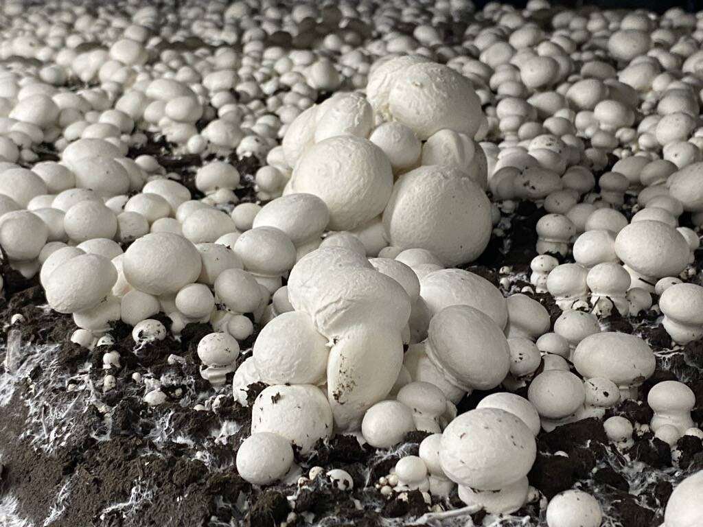 White button mushrooms growing in compost beds at a mushroom farm. Photo: Diana Martin