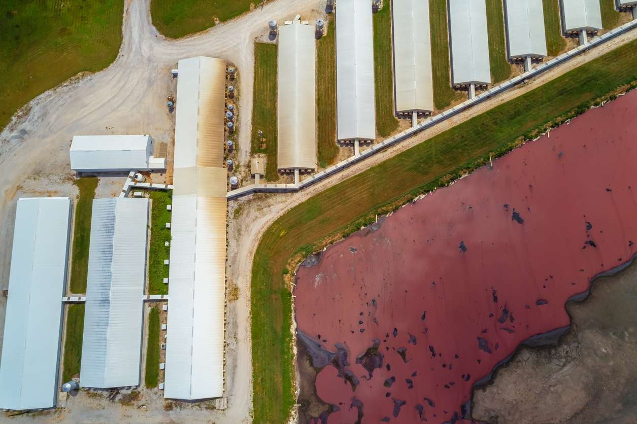 Windfall’s microbes transform methane from manure lagoons and landfill sites into nitrogen-rich biomass that can be processed into high-value organic fertilizer and directly used on a dairy farm or sold in the market. Image credit: istock/Aaron Yoder