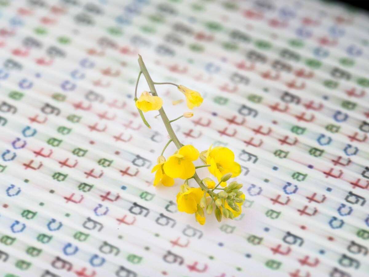 Plans are afoot to commercialize a canola gene-edited for sclerotinia resistance. Photo: jxfzsy/iStock/Getty Images
