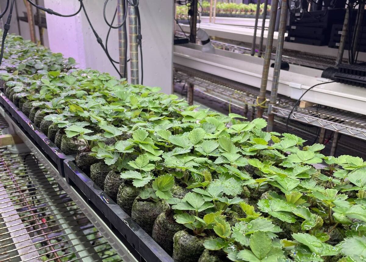 After a shipment of imported seedlings from Japan arrived infected with anthracnose, the company began producing all of its plants from seed in-house. Photo: Lilian Schaer