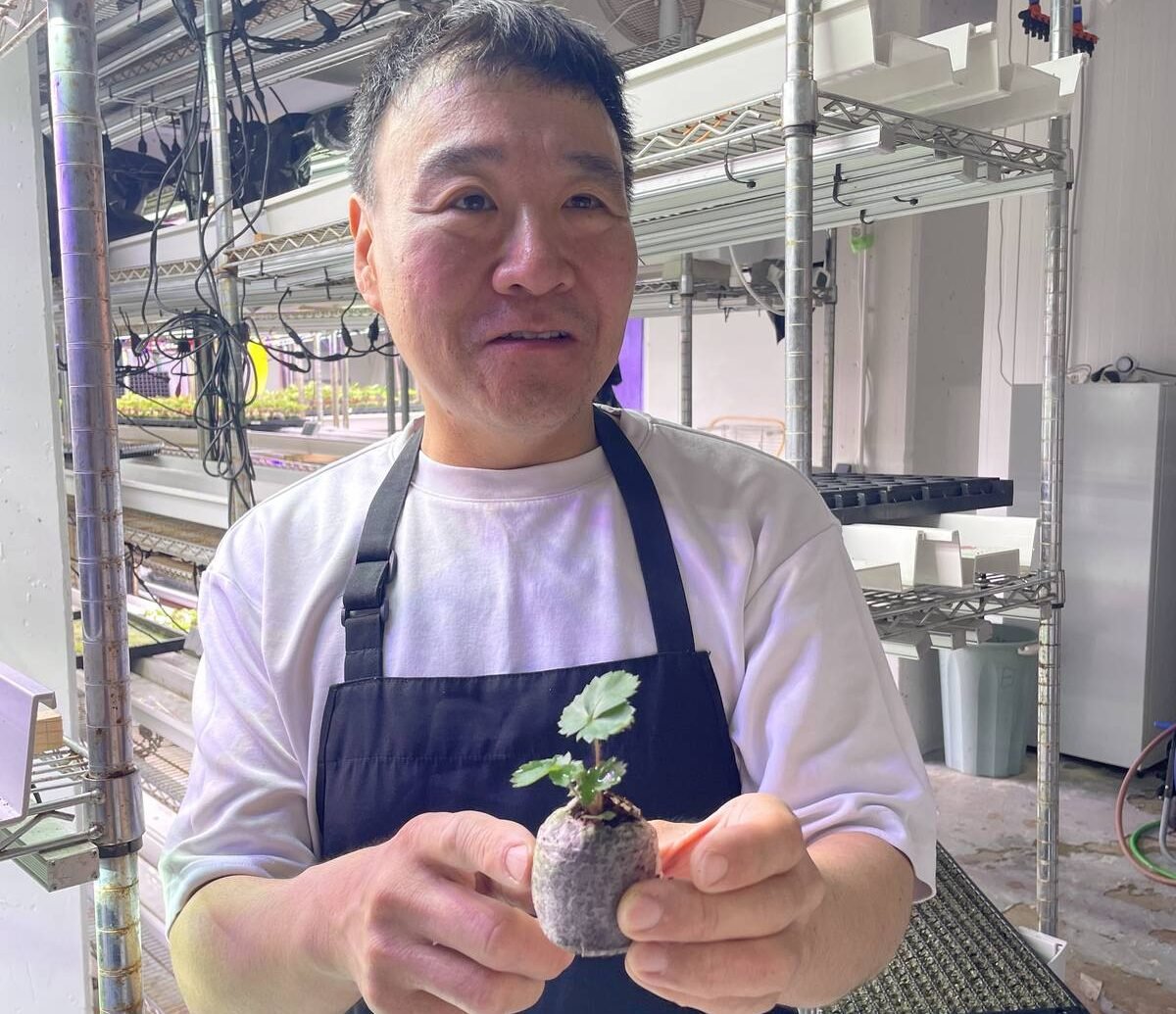 Indoor food production is a solution to food insecurity and climate change, Ichigo Strawberries’ Kenichi Noda says. Photo: Lilian Schaer