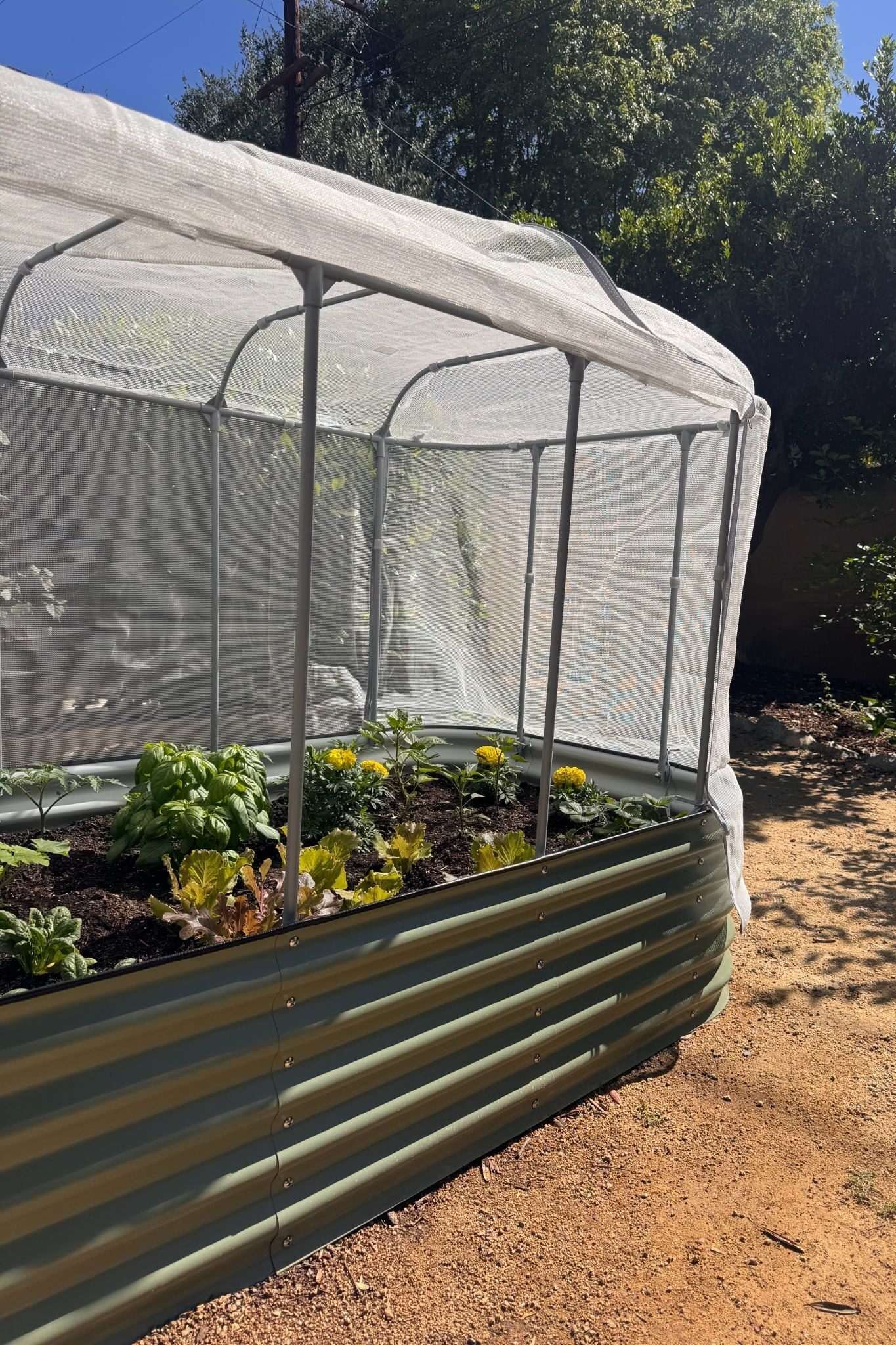 A metal raised garden bed covered with mesh netting contains various plants and flowers, positioned on a dirt path in a sunlit backyard.