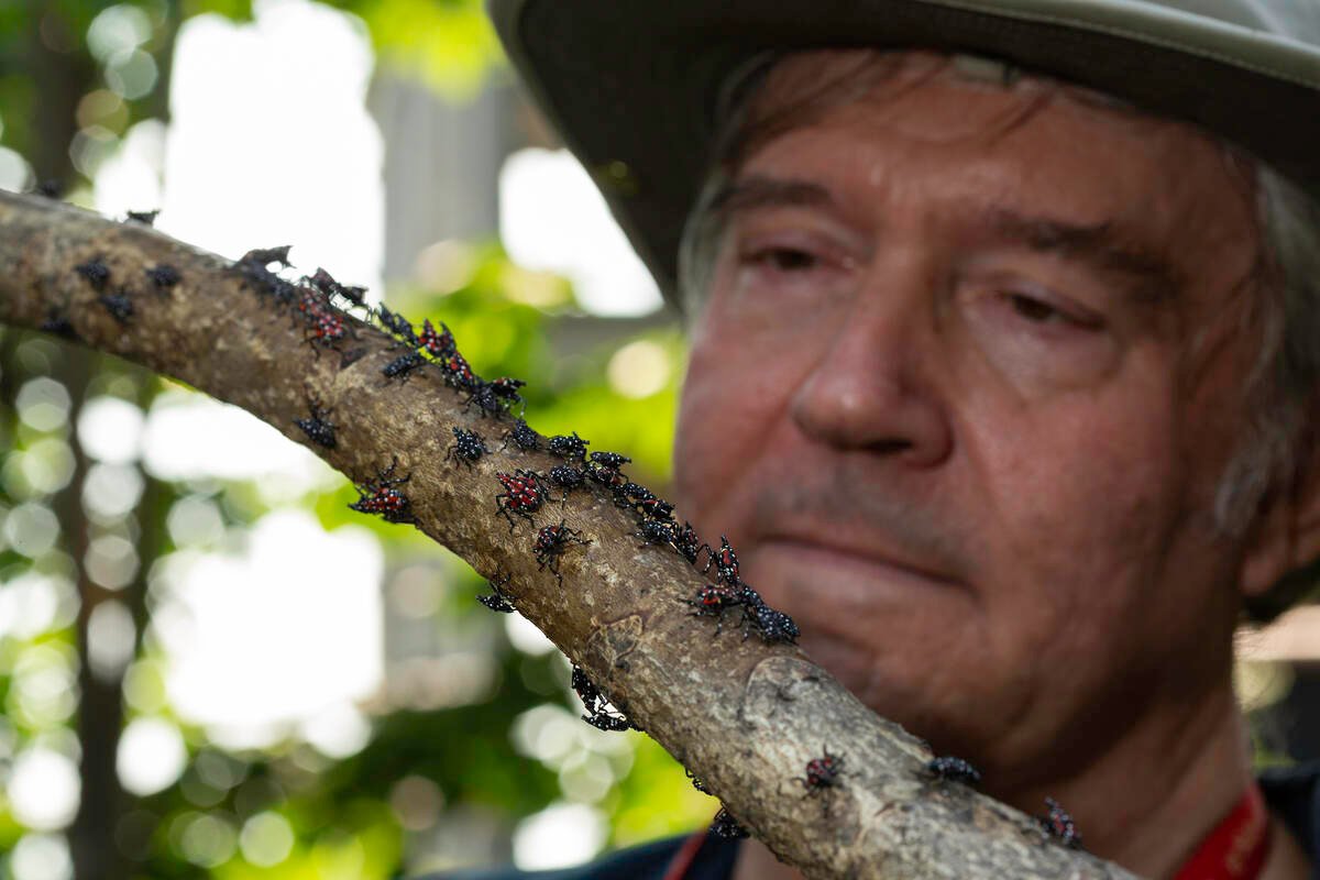U.S. Department of Agriculture entomologist Kim Hoelmer inspects a tree limb infested with spotted lanternfly near Reading in eastern Pennsylvania. Photo: Stephen Ausmus, ARS/USDA