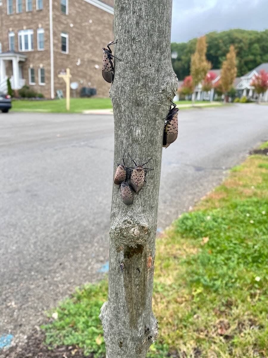 Adult spotted lanternflies on a post in Pennsylvania. Photo: Invasive Species Centre