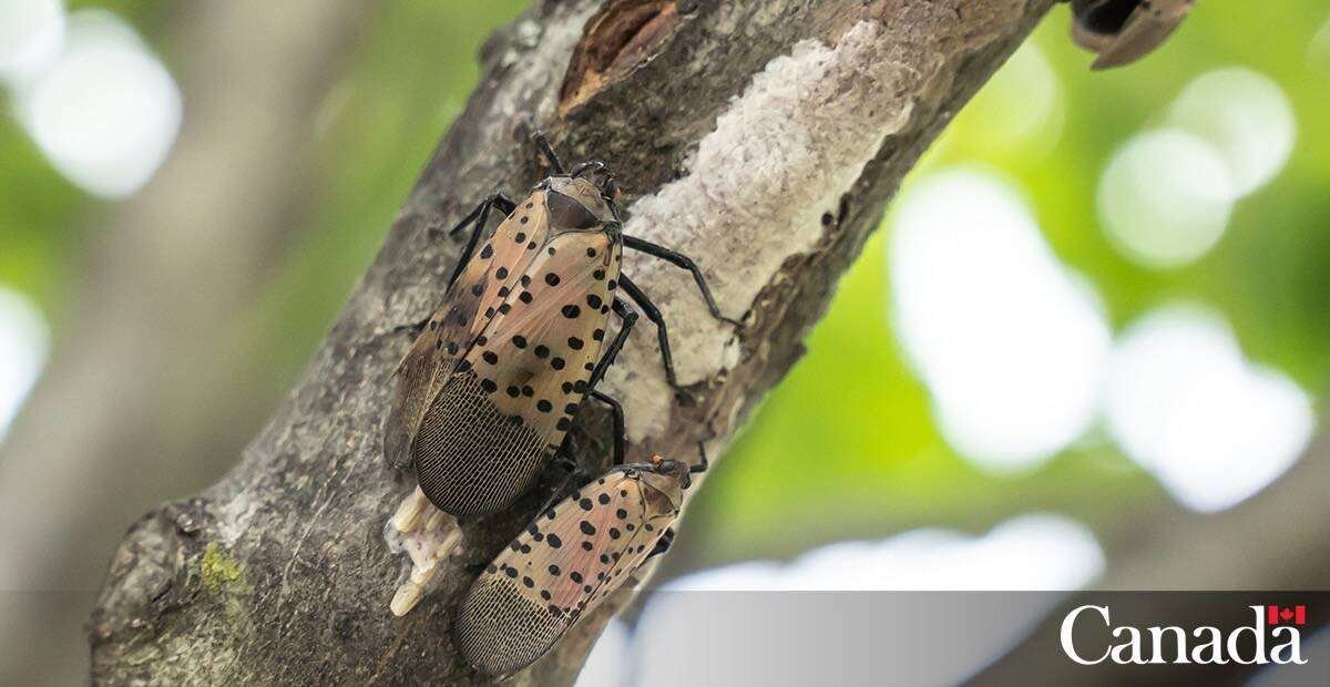 The spotted lanternfly, in adult form, is shown here alongside an egg mass on a tree branch. Photo: Government of Canada