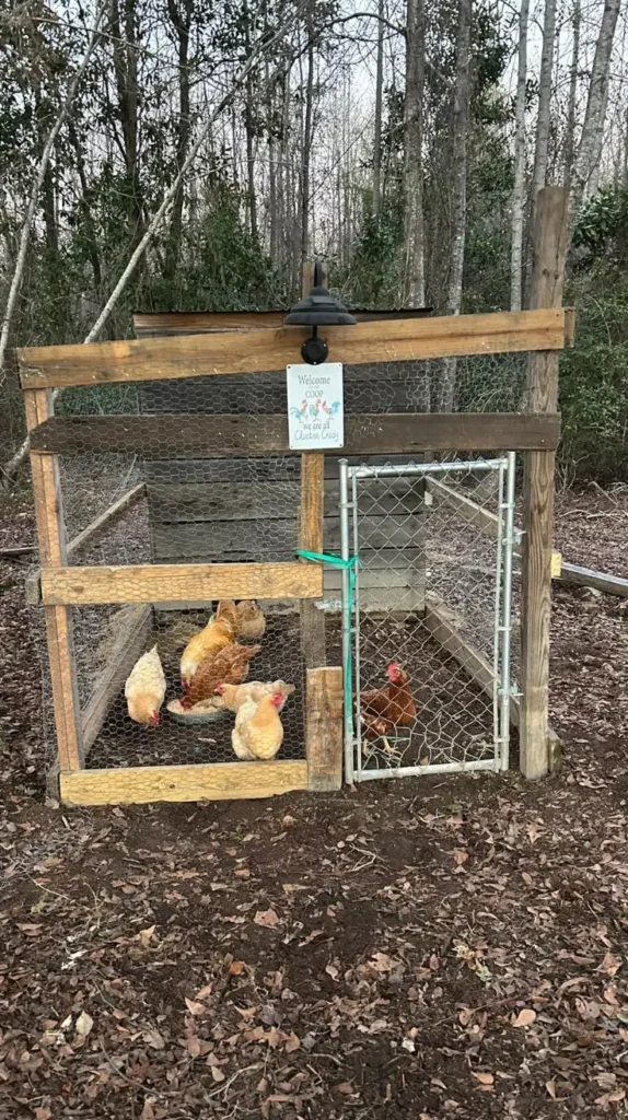 Low Budget Chicken Coop Ideas