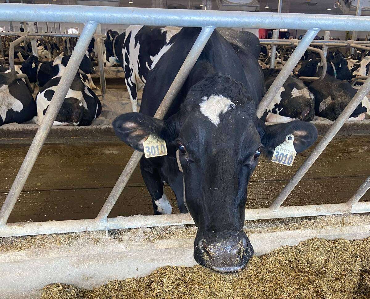 Holstein dairy cow tagged 3010 at the feed rail in a freestall barn. Photo: John Greig