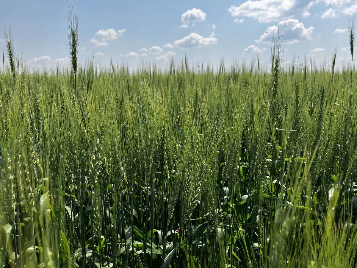 Phobos FC 360 is labelled for use in winter and spring wheat, soybeans, corn and various other crops. Photo: File