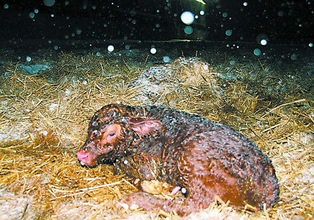 There’s a good chance to save the calf in these situations, but it’s important they be recognized and dealt with early. | File photo