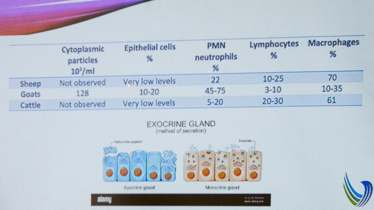 A screen describes the differences between cow and goat udders and the percentages of cytoplasmic particles, epithelial cells, PMN neutrophils, lymphocytes and macrophages produced by cows, sheep and goats. Photo: Diana Martin
