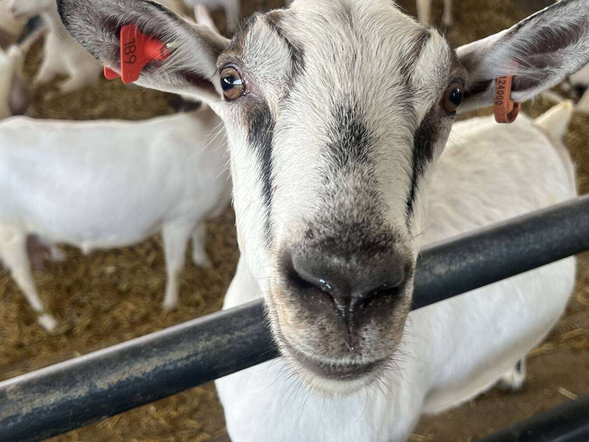 Dairy goats can experience non-pathogenic spikes in somatic cell counts that are not caused by infection but result from various factors, including stress, estrus, lactation stage, parity, and even breed. Photo: Kristy Nudds