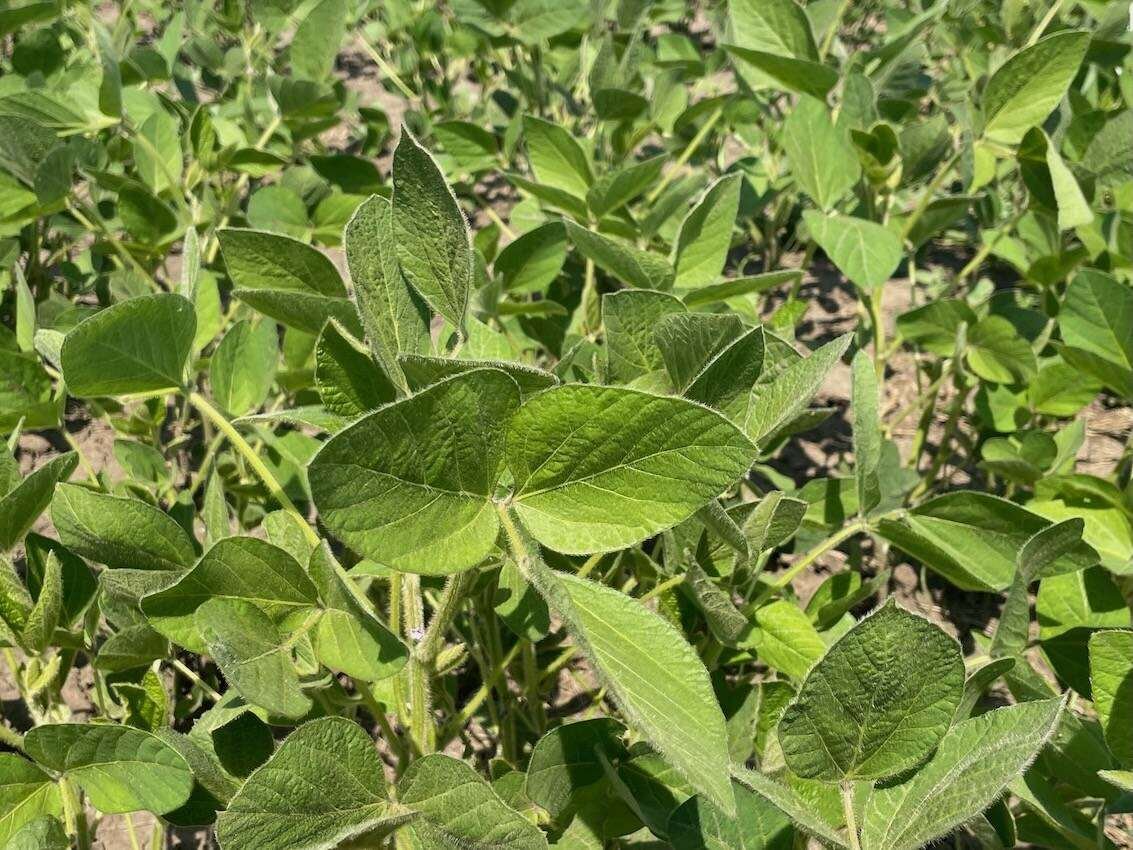 High fertilizer prices are expected to favour soybean acres over corn. Photo: Dave Bedard