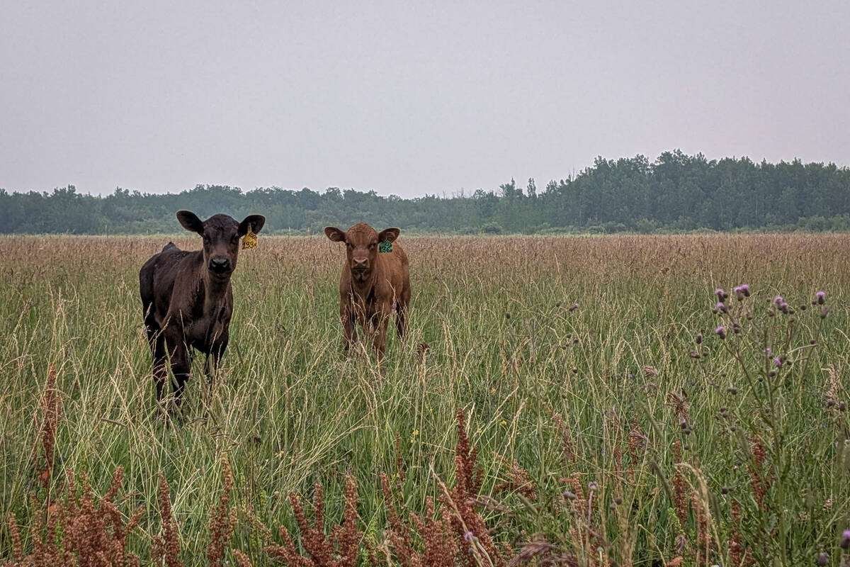 Cow-calf production remains a labour-intensive enterprise, improved margins or no. Photo: Geralyn Wichers
