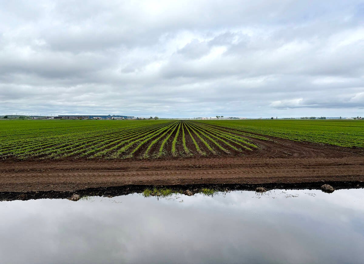 The Holland Marsh and fruit production regions of Niagara were highlighted in Ontario’s Greenbelt: The Key to Food Security in the Greater Golden Horseshoe report by the Canadian Agri-Food Policy Institute as examples of the unique agricultural systems of importance to domestic food security. Photo: Diana Martin
