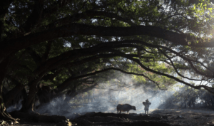 The Dark Earth of the Amazon That Lets Trees Grow Six Times Larger—And Scientists Think It Could Be Key to Fighting Climate Change