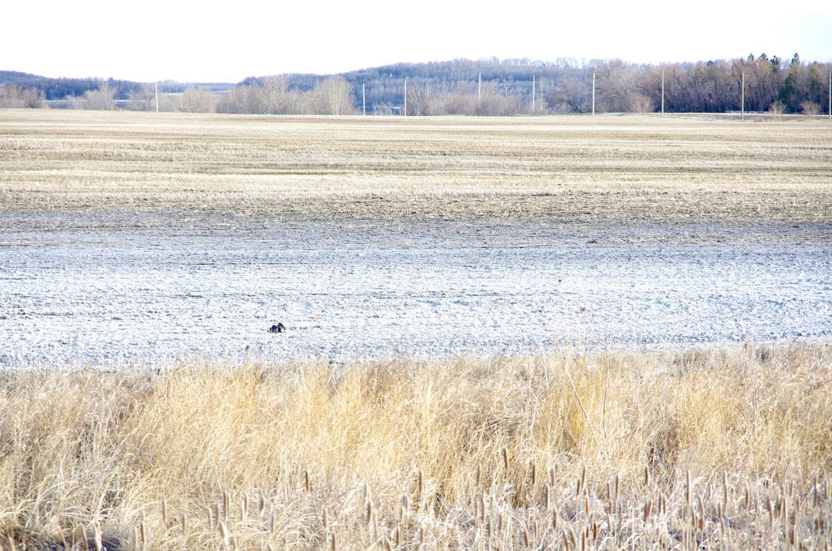 Saline areas can be a serious cost with high inputs, low bushels and persistent weeds. Photo: File