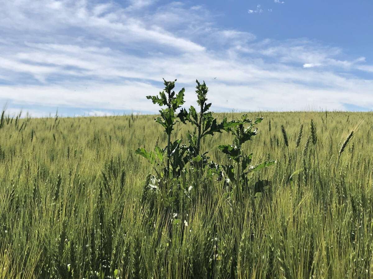 Weed populations, in concert with Mother Nature, are essentially predicting farmers’ behavioural patterns from year to year. Photo: Dave Bedard