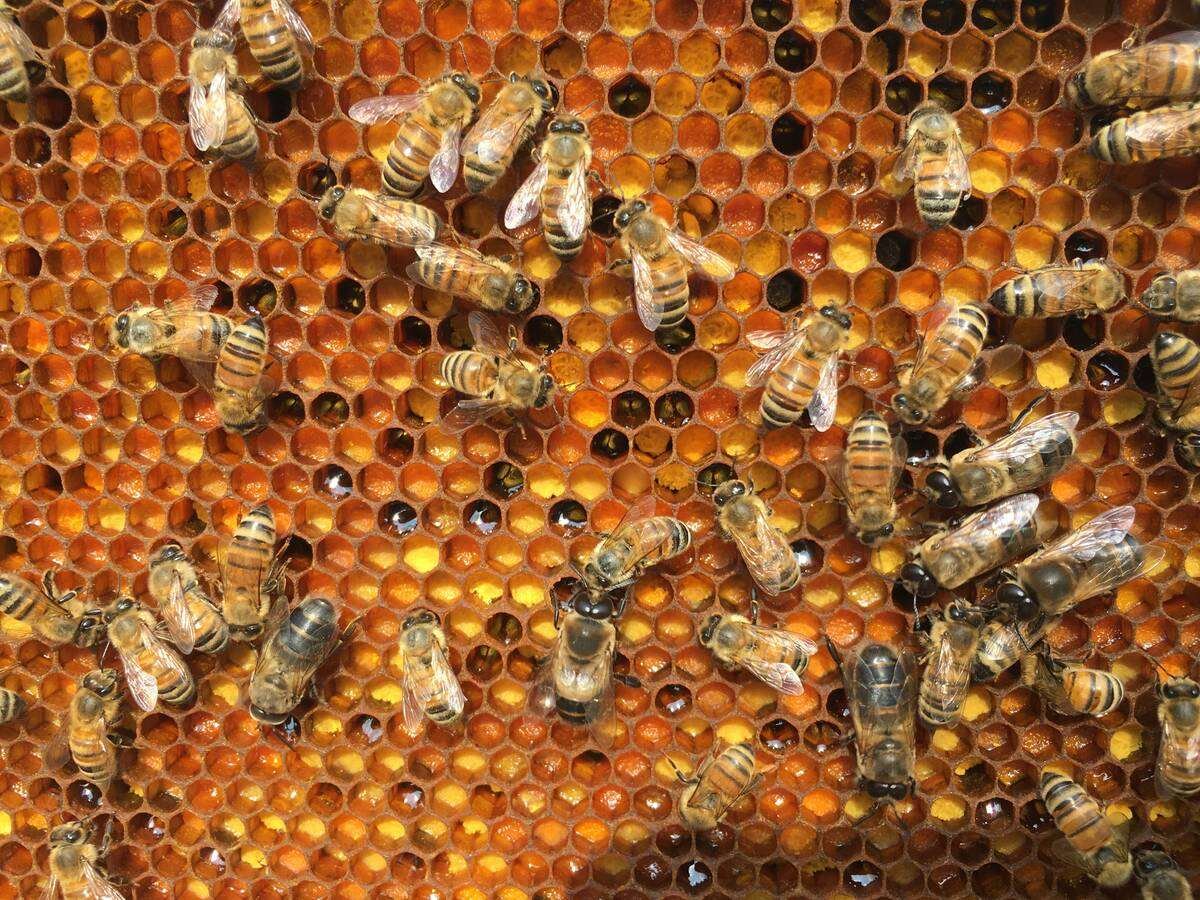 It’s known that when honeybees are exposed to metals, impaired cognition and reduced olfactory learning can result. Photo: Courtesy Steve Moore, Ontario Beekeepers Association.