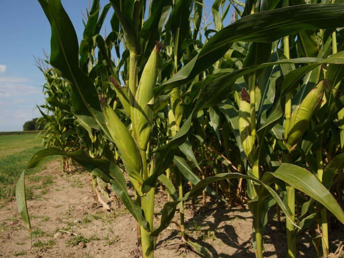 Export and domestic demand is seen to be increasing for Ontario corn, so Jerry Klassen is advising growers to be patient on additional sales of their 2025 crops. Photo: File