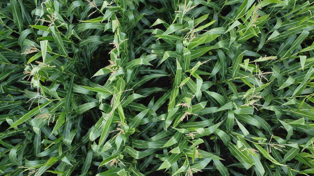 Offshore movement for Ontario corn appears to now be down sharply from last year. Photo: File
