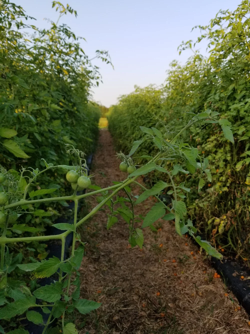 20180822_190134.jpg