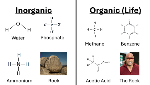 Rock vs The Rock