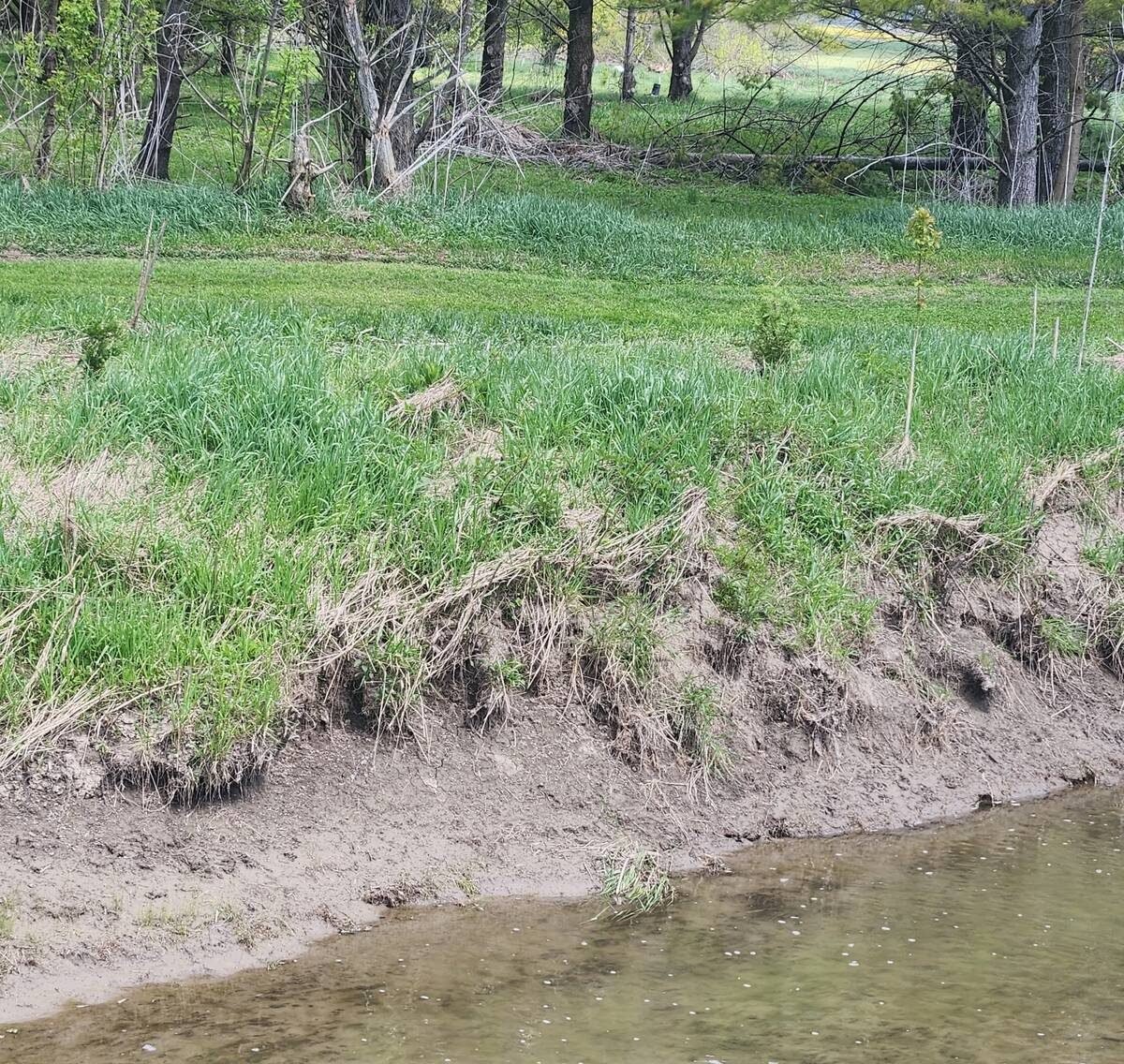 This stream will benefit from trees planted on its banks. Photo: Helen Lammers-Helps