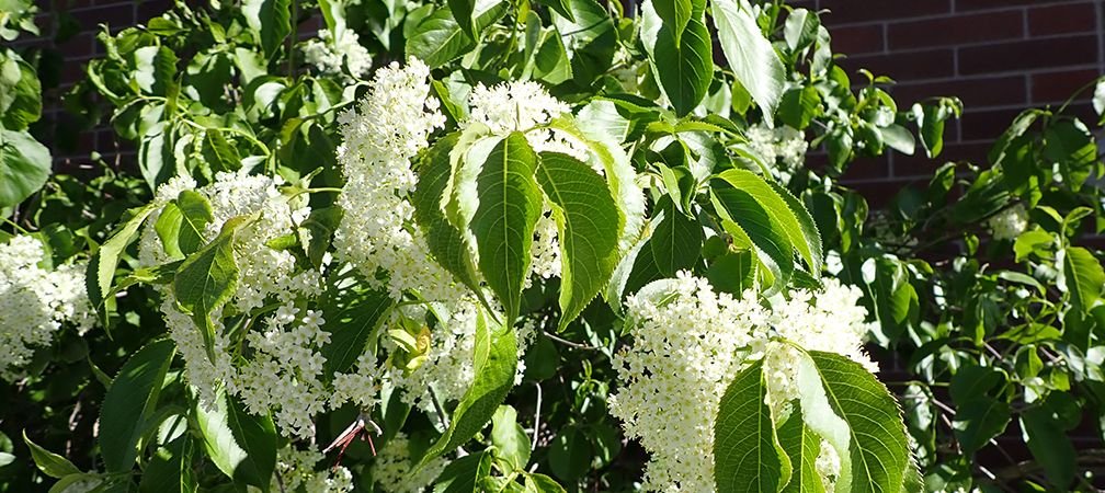 White clusters of flowers and foliage of nannyberry shrub, nannyberry is a plant native to Ontario