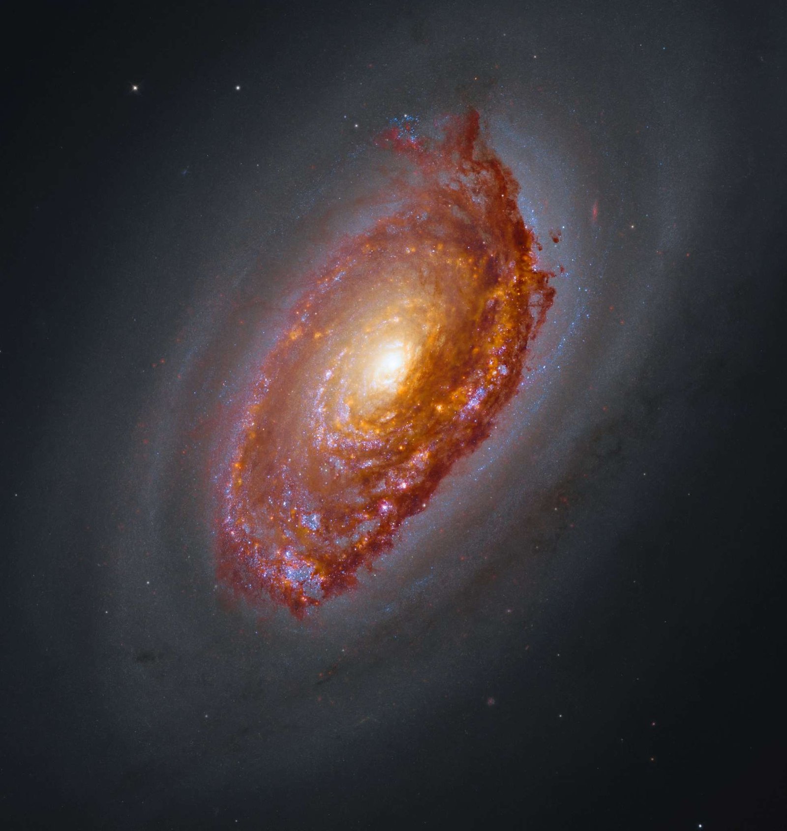 Hubble and Webb image of M64. A massive spiral galaxy glows with a yellow core, surrounded by arms full of orange-brown dust and pink and blue patches of star formation. Framed by a haze of dark dust, the galaxy shines against black space dotted with a few stars.