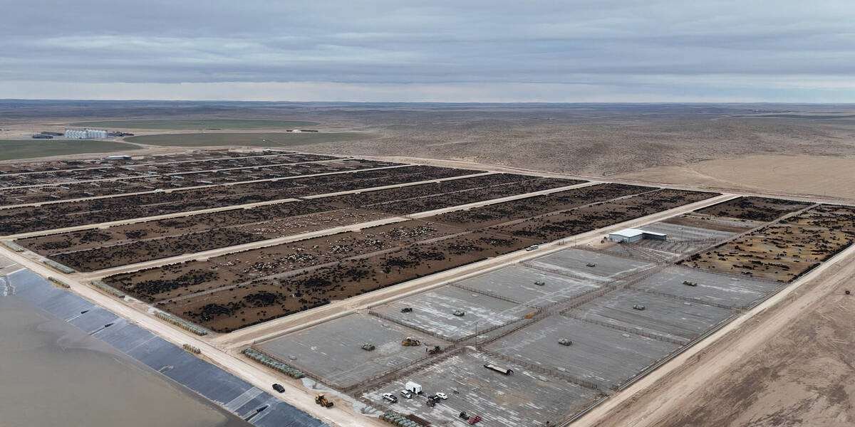Blackshirt Feeders near Haigler, Nebraska, is one of the largest single-site feedlots in North America. Photo: Blackshirt Feeders