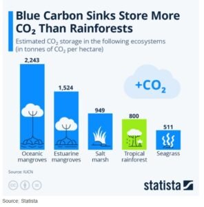 blue carbon mangrove