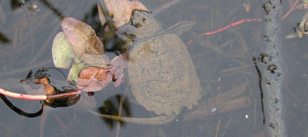A young, small snapping turtle in the water near shore