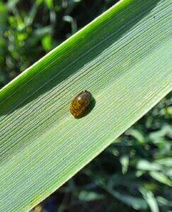 Cereal leaf beetle larva on a wheat leaf, appearing as a shiny dark brown droplet. Photo: Aviva Fournie