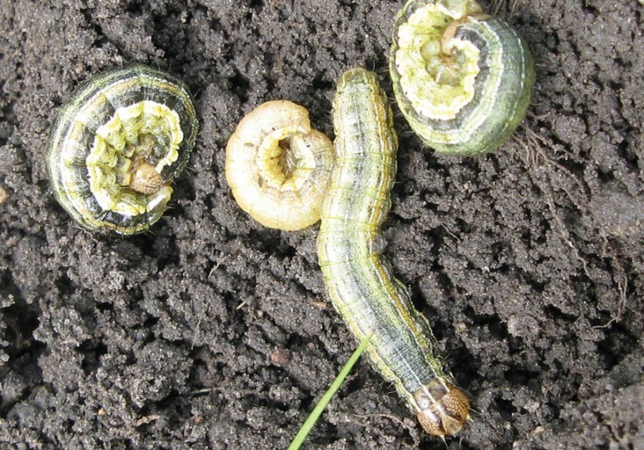 True armyworm larvae on soil surface, showing both curled resting posture and extended form. Photo: John Gavloski