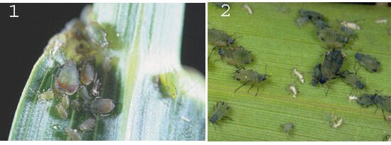 Two panel close-up of Bird Cherry Oat Aphids on wheat stem, showing red patches around the tailpipes, on the left and the darker winged Corn Leaf Aphids on the right. Photos: J. Obermeyer, Purdue University, left and University of Illinois Extension, right. 