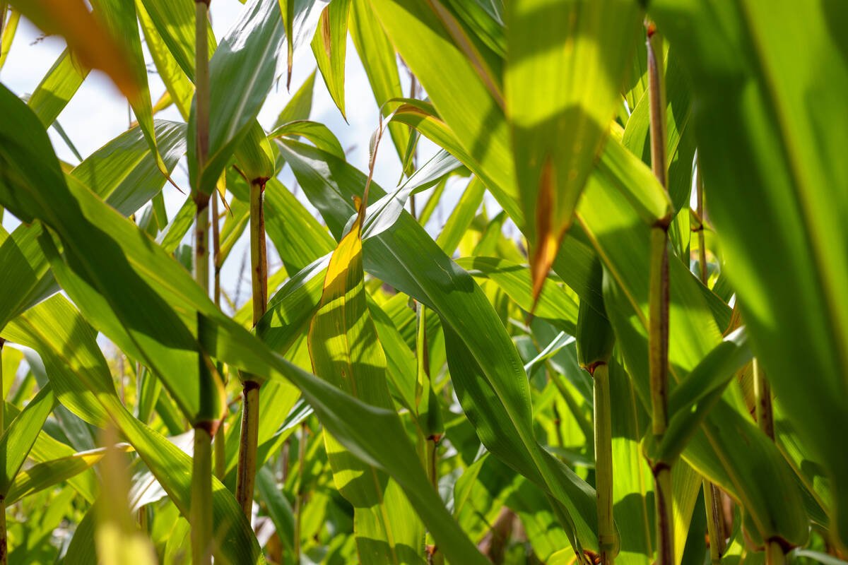 Entrance to Corn Maze, Milton, Ont. 