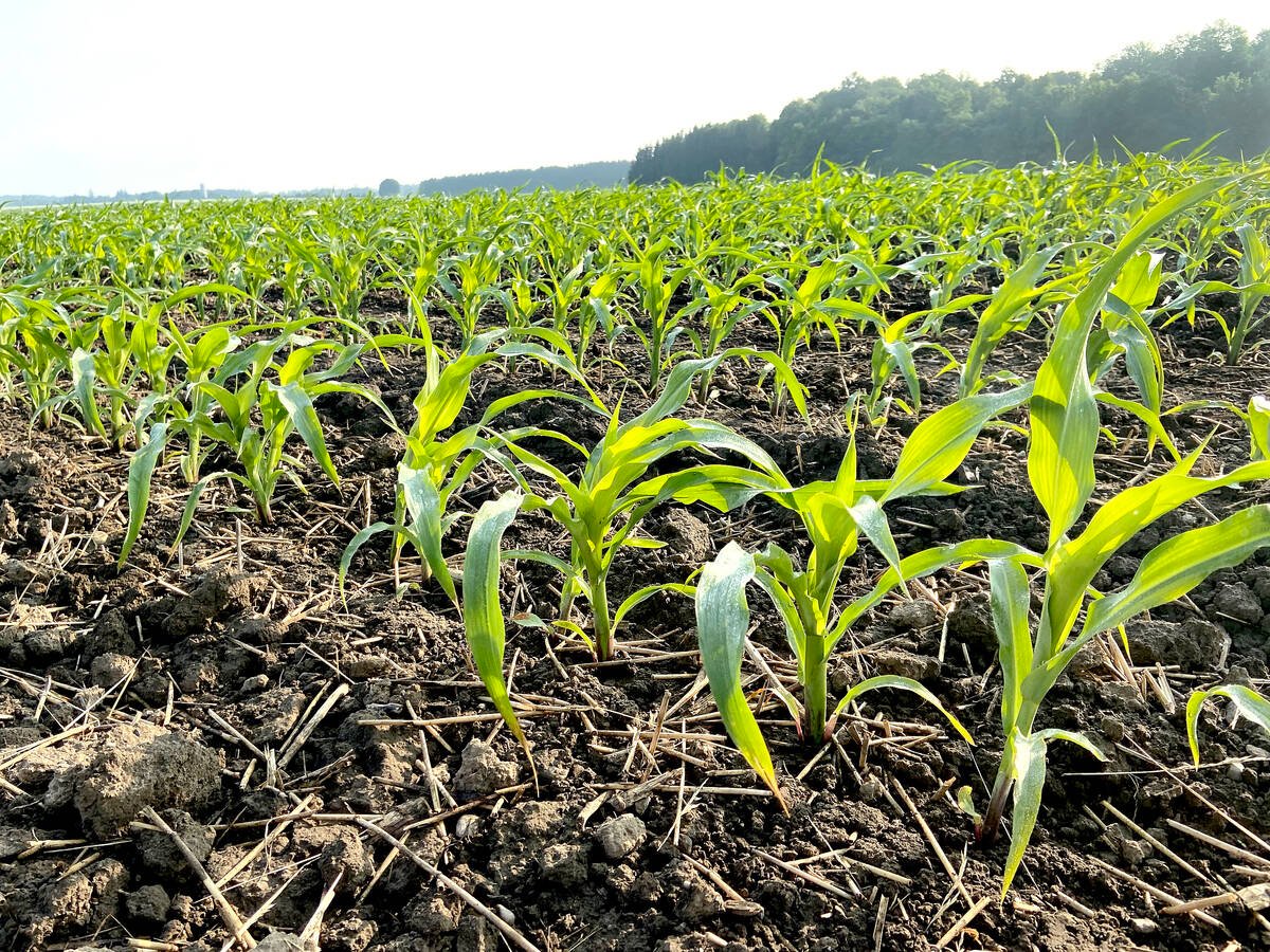 June corn in Ontario. Photo: John Greig