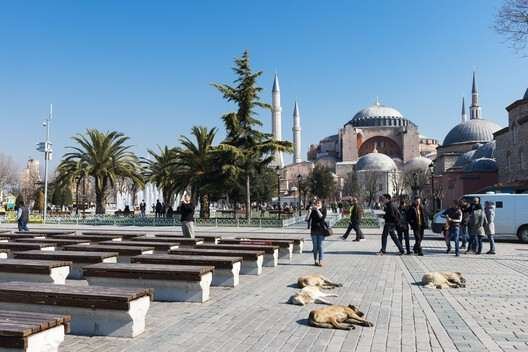 Stray dogs in Istanbul. Image by istanbulphotos, via Shutterstock Stray dogs in Istanbul. Image by istanbulphotos, via Shutterstock