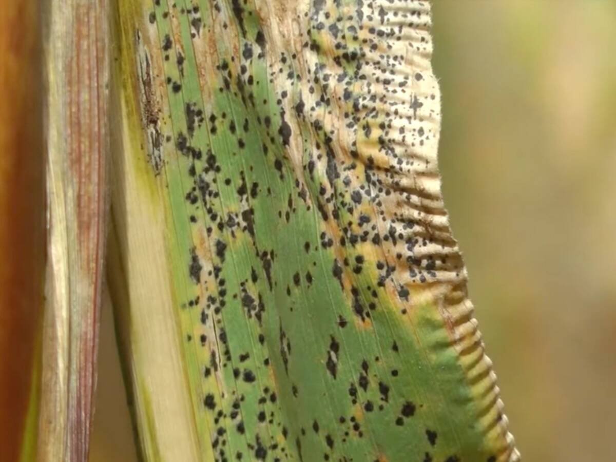Tar spot did not exist in the U.S. when researchers began quantifying total disease losses, in 2012, but it has gone on to cause the greatest yield losses in two of their three most recent study years. Photo: Michigan State University Field Crops Pathology video screengrab via YouTube