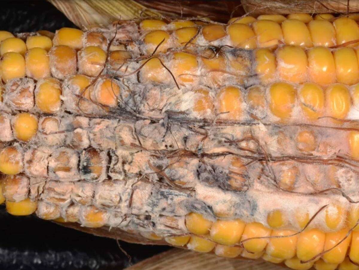 Gibberella ear rot remains one of Ontario’s primary corn diseases. Photo: Purdue University Extension Entomology video screengrab via YouTube