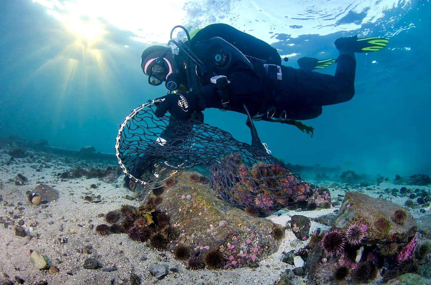 A scuba diver uses a net on the ocean floor