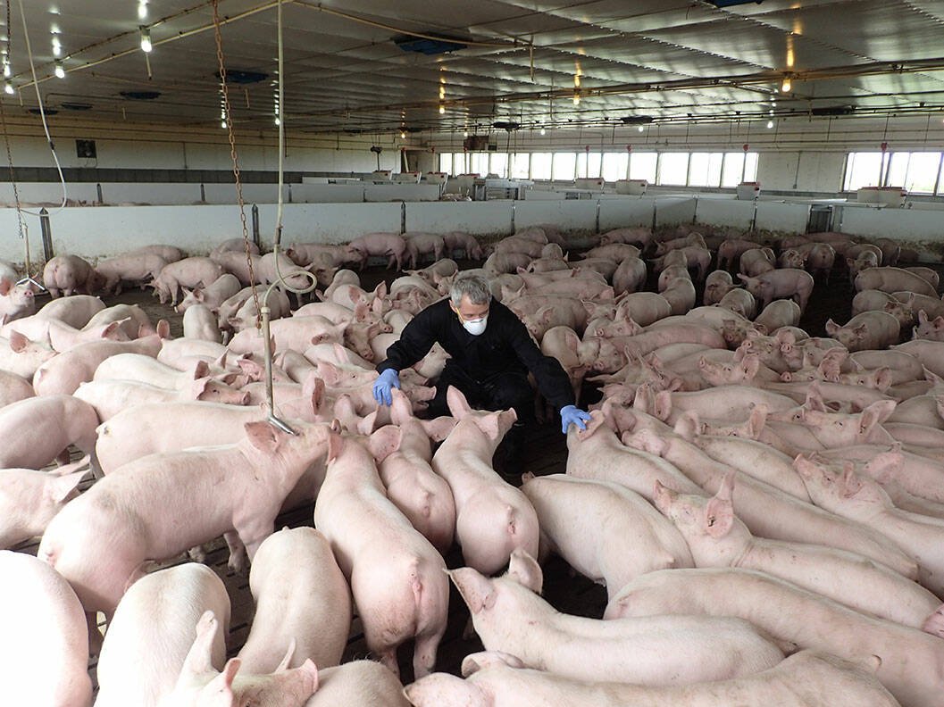 Unauthorized farm access can create risks to animal health and welfare, food safety, biosecurity, farm and employee safety, and the integrity of the food supply chain. Photo: Canadian Pork Council