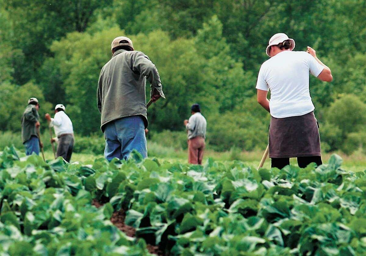 Advocacy groups are raising the alarm regarding agricultural worker safety, particularly temporary foreign workers, following Health Canada’s decision to make it voluntary for pesticide producers to provide safety data sheets. PHOTO: FILE